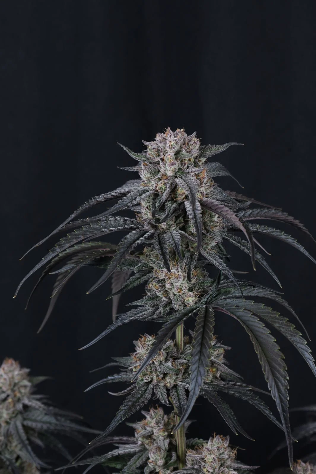 Mango Frost Auto Cannabis Seeds by Fastbuds