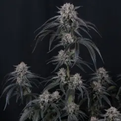 Mango Frost Auto Cannabis Seeds by Fastbuds