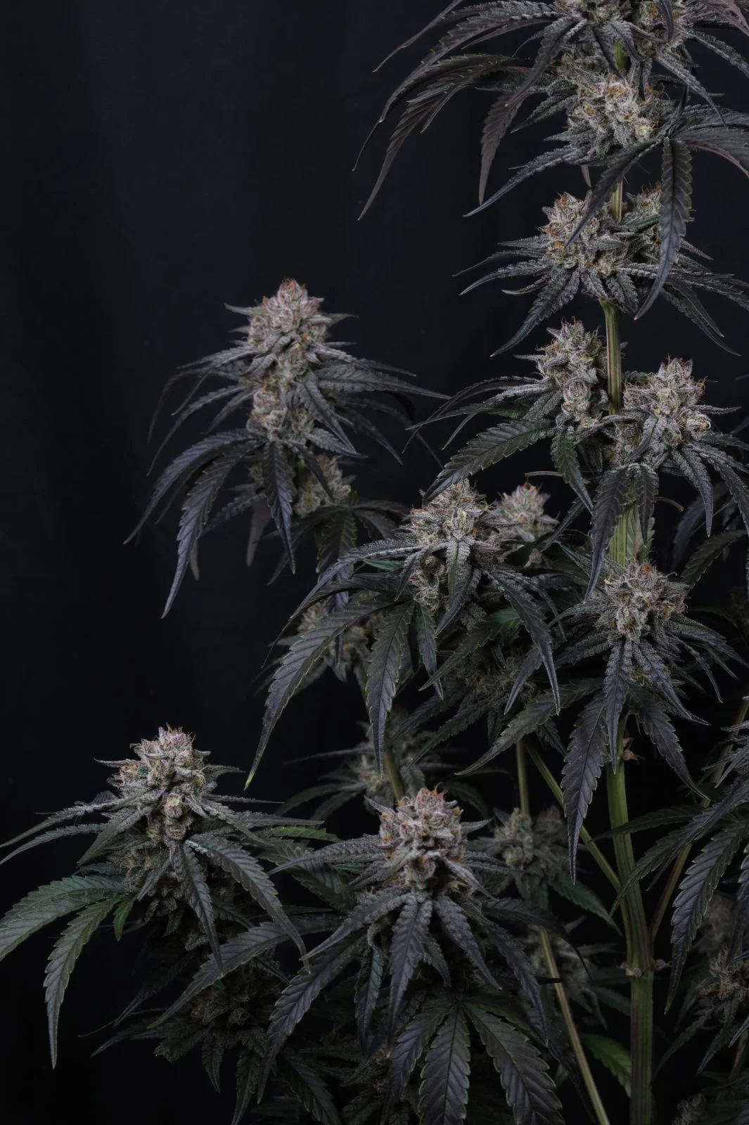 Mango Frost Auto Cannabis Seeds by Fastbuds