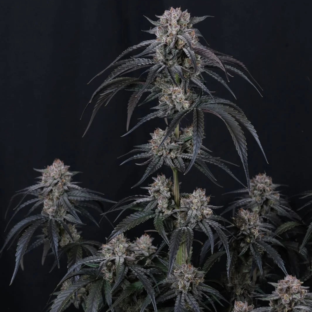 Mango Frost Auto Cannabis Seeds by Fastbuds