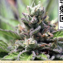 Maui True Blood Cannabis Seeds by Sticky Finger Seeds