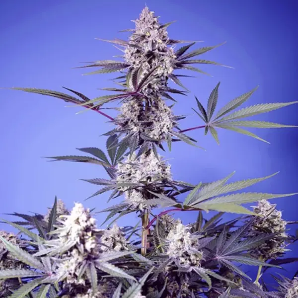 Mental Rainbow F1 FAST Cannabis Seeds by Sweet Seeds