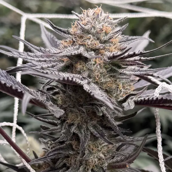 Midnight Fizz Cannabis Seeds by In House Genetics