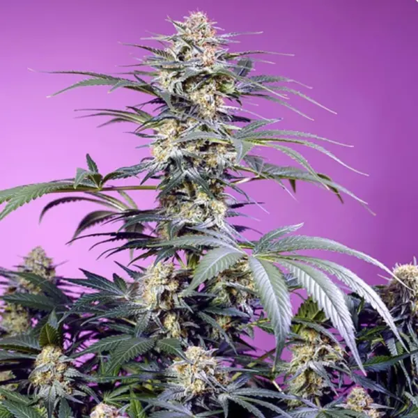 Monster Maker Cannabis Seeds by Sweet Seeds