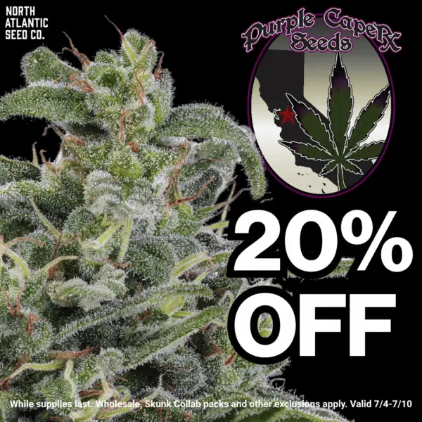 Purple Caper Seeds