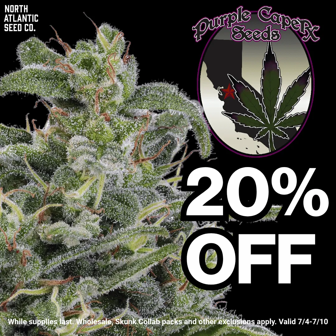 Purple Caper Seeds