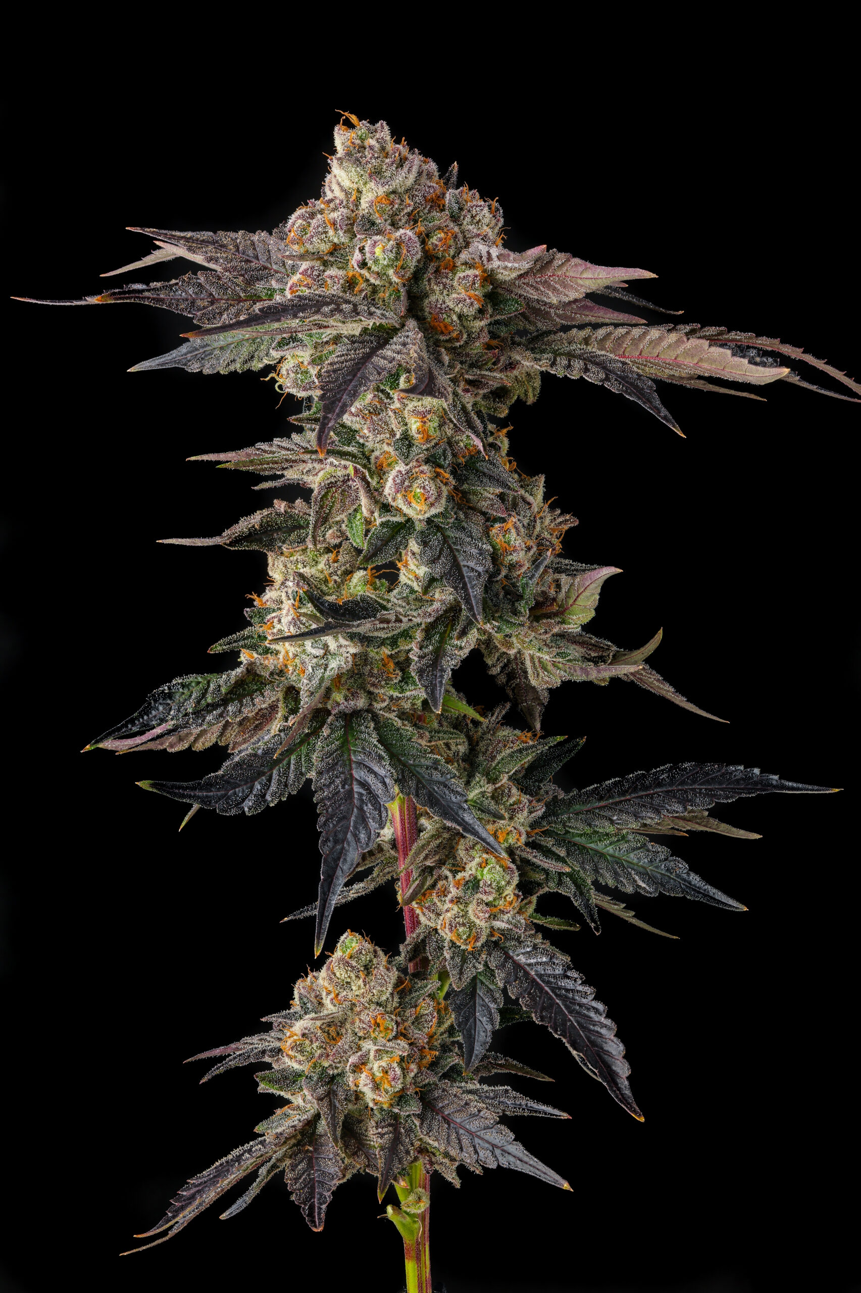 Pamellowz Cannabis Seeds by Compound Genetics