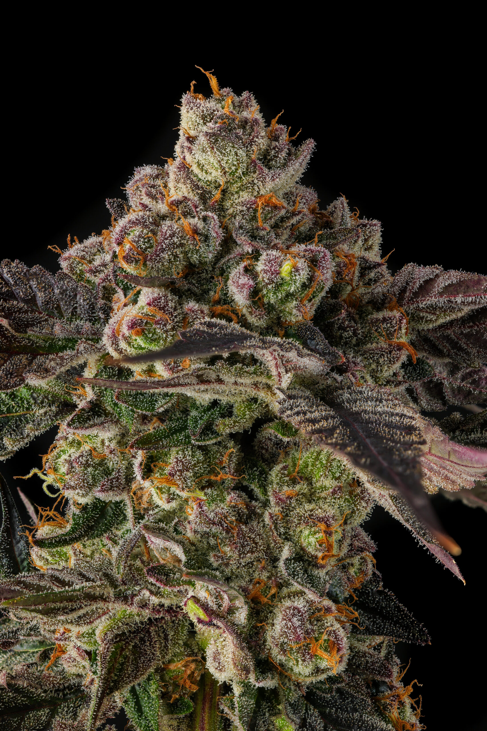 Pamellowz Cannabis Seeds by Compound Genetics