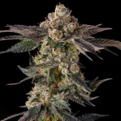 Pamellowz Cannabis Seeds by Compound Genetics