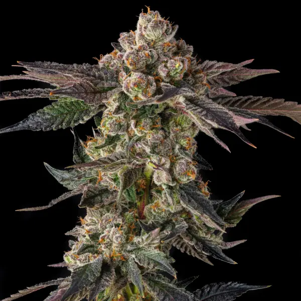 Pamellowz Cannabis Seeds by Compound Genetics