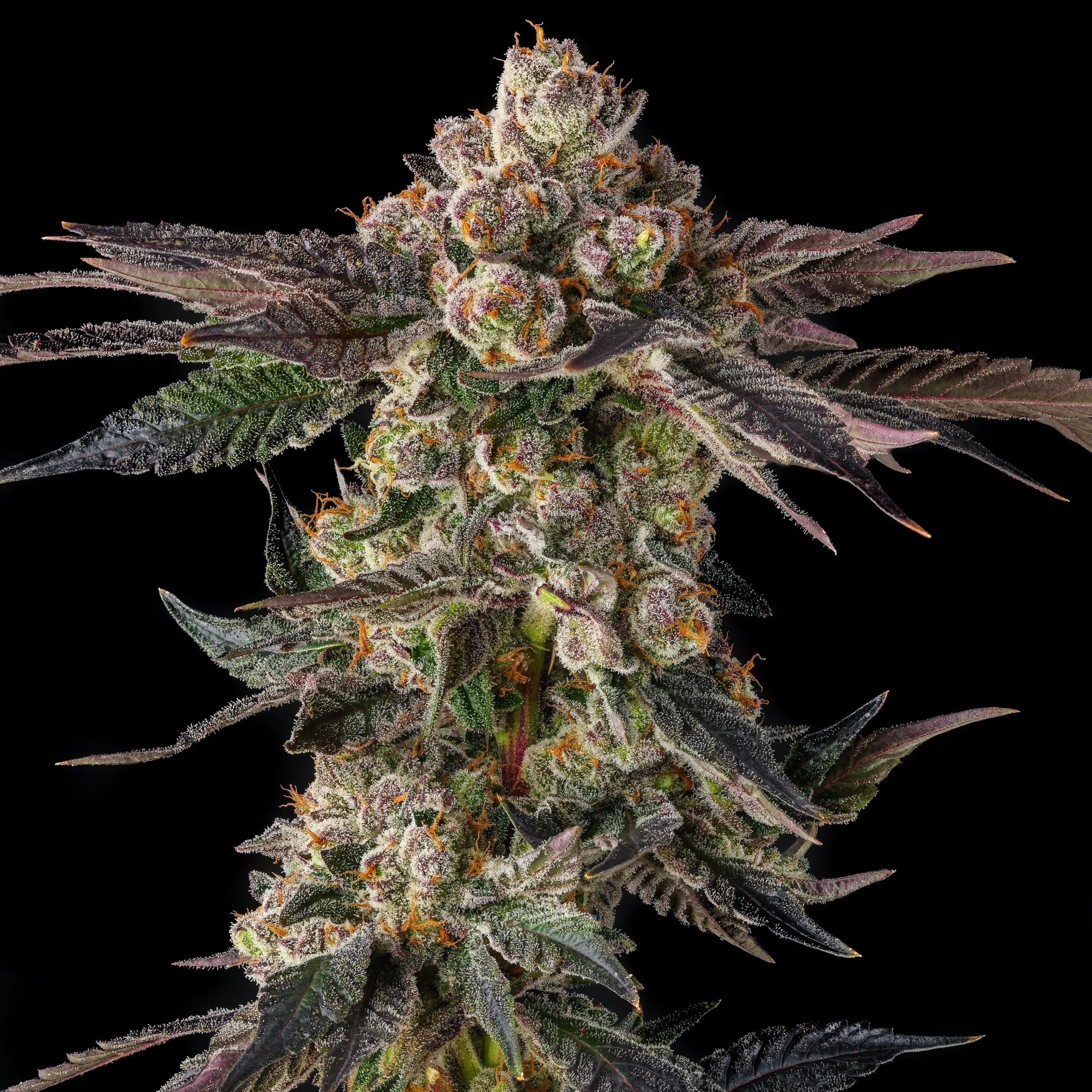 Pamellowz Cannabis Seeds by Compound Genetics