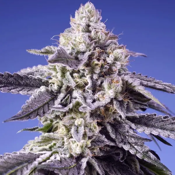 Permanent Jealousy XL Auto Cannabis Seeds by Sweet Seeds