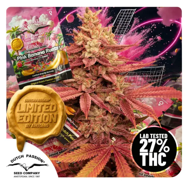 Pink Banana Runtz Cannabis Seeds by Dutch Passion