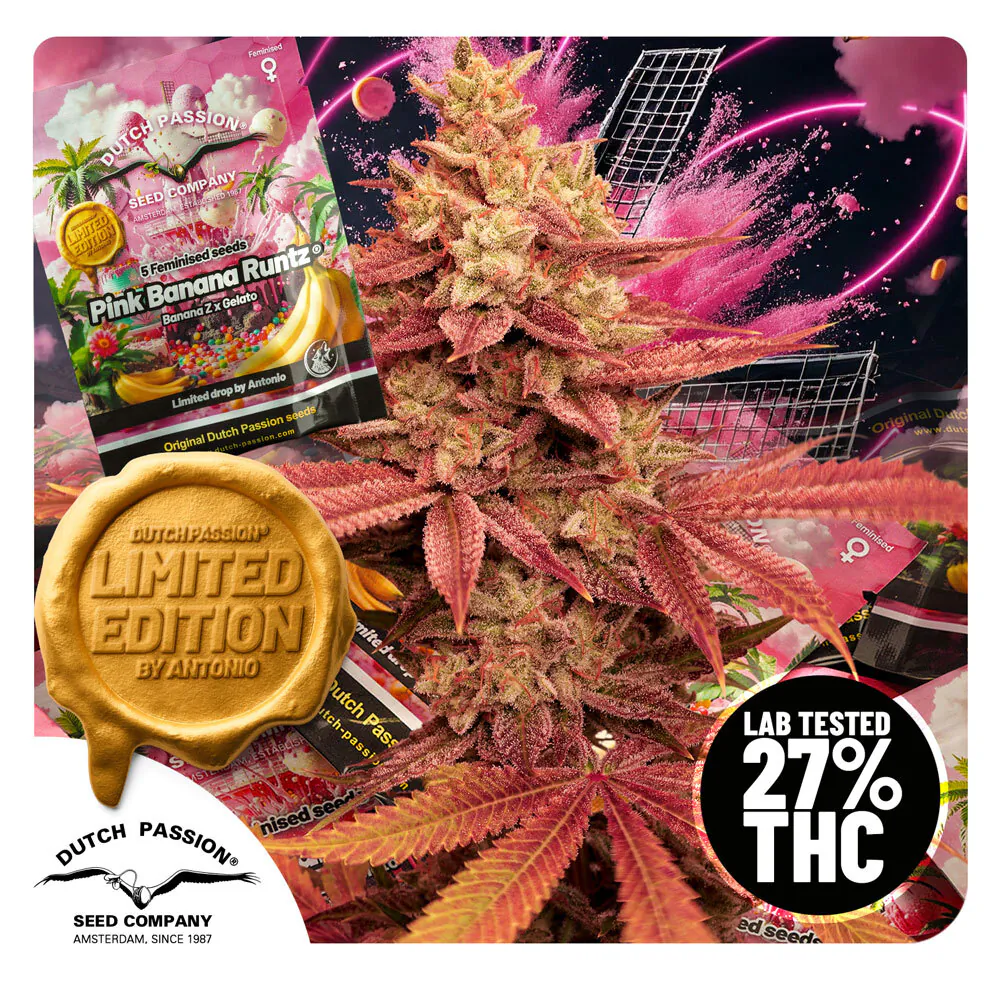 Pink Banana Runtz Cannabis Seeds by Dutch Passion
