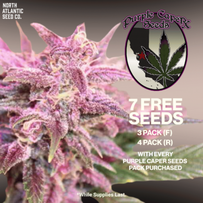 Purple Caper Seeds