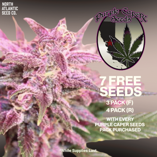 Purple Caper Seeds