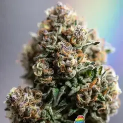 Rainbow Gelato Auto Cannabis Seeds by Supernatural Seeds