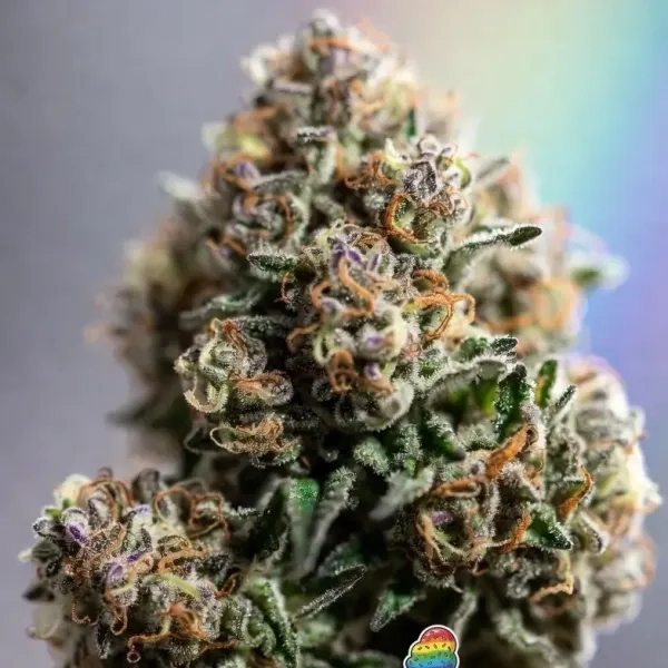 Rainbow Gelato Auto Cannabis Seeds by Supernatural Seeds