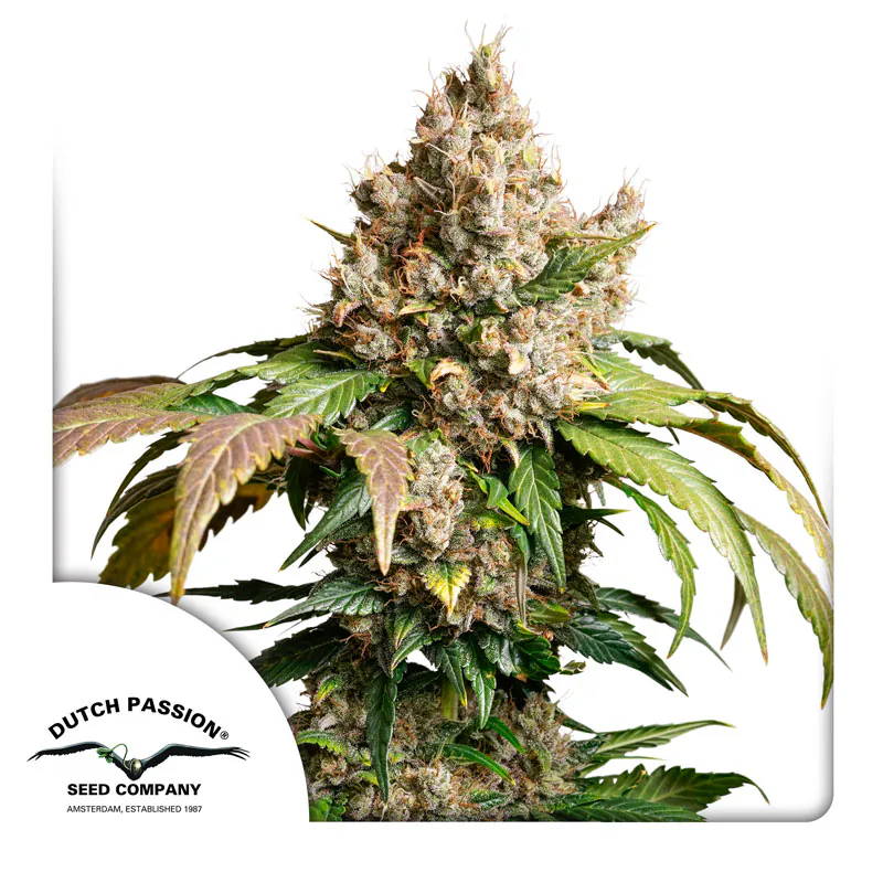 Red Tropicana Cookies Auto Cannabis Seeds by Dutch Passion