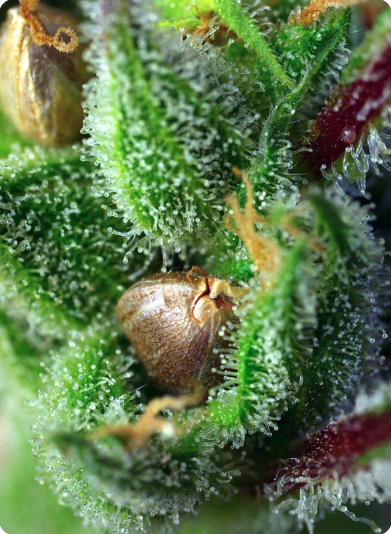 Green Poison Cannabis Seeds by Sweet Seeds