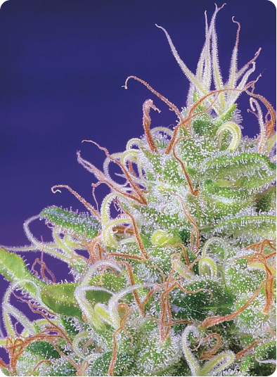 Green Poison Cannabis Seeds by Sweet Seeds
