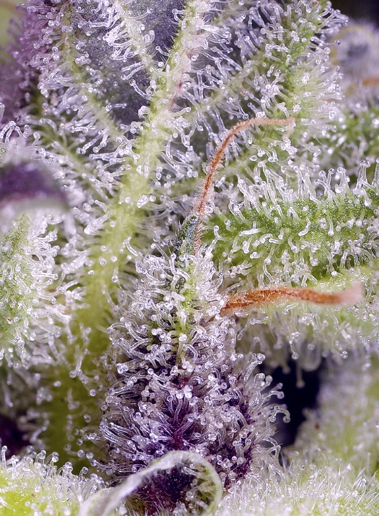 Monster Maker Cannabis Seeds by Sweet Seeds