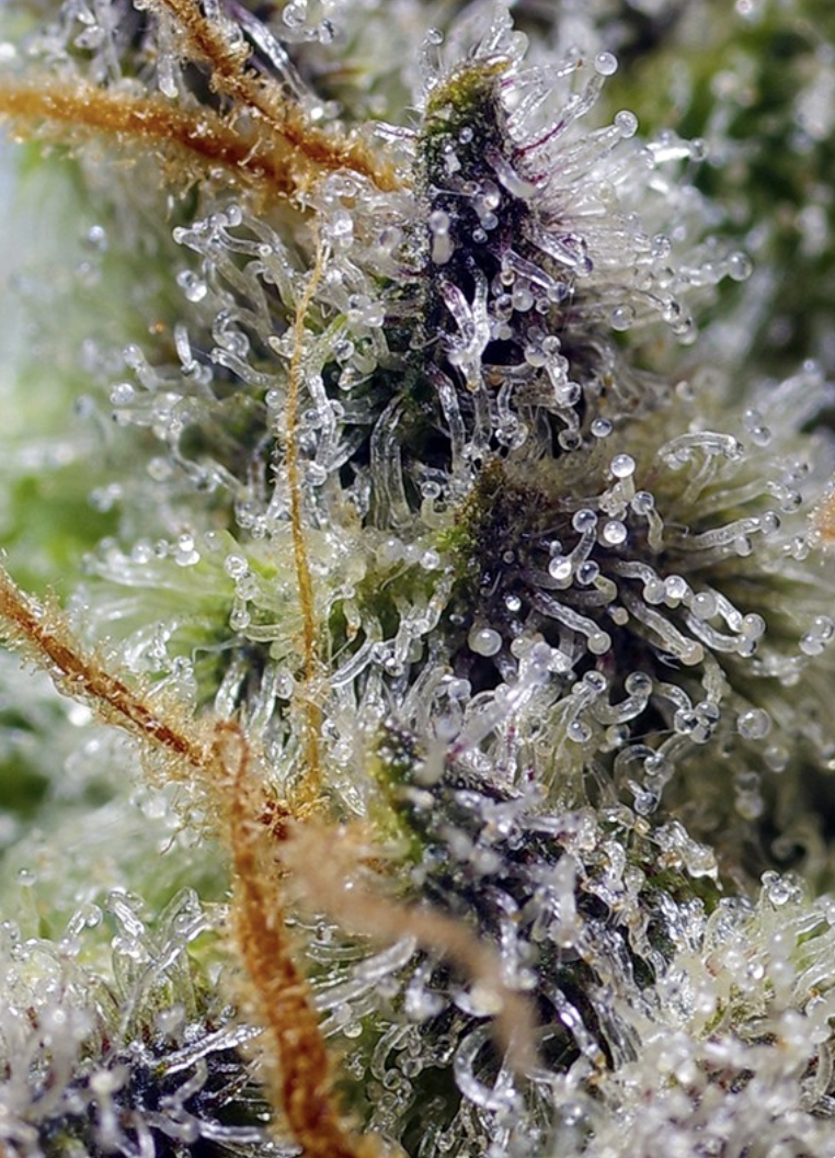 Mental Rainbow F1 FAST Cannabis Seeds by Sweet Seeds