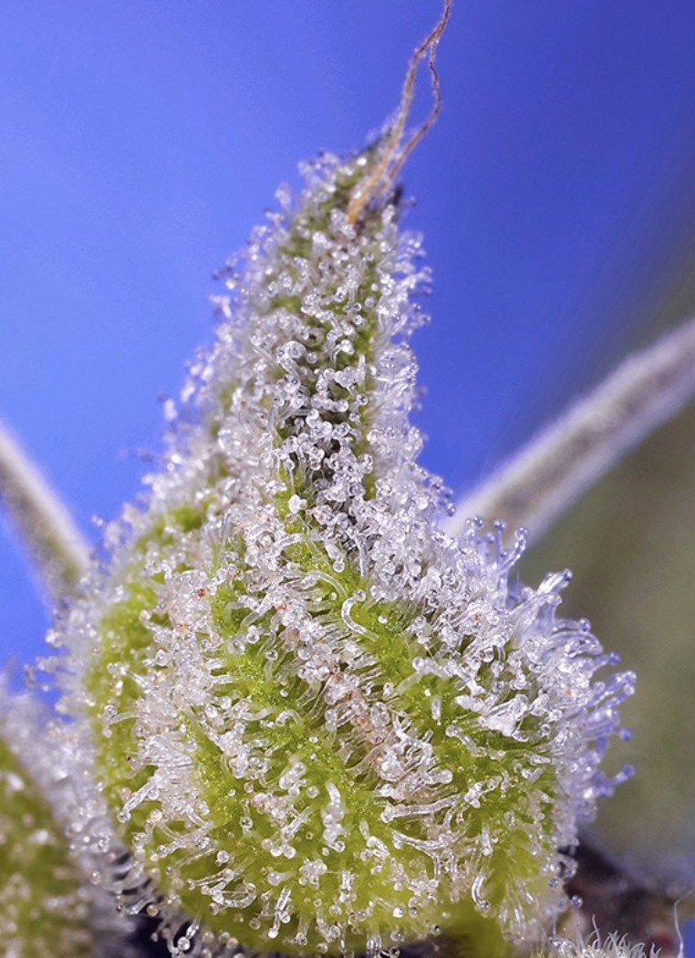 Permanent Jealousy XL Auto Cannabis Seeds by Sweet Seeds