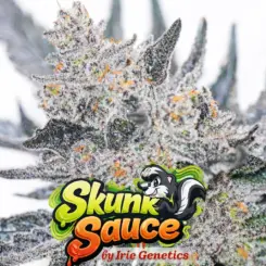 Skunk Sauce Cannabis Seeds by Irie Genetics