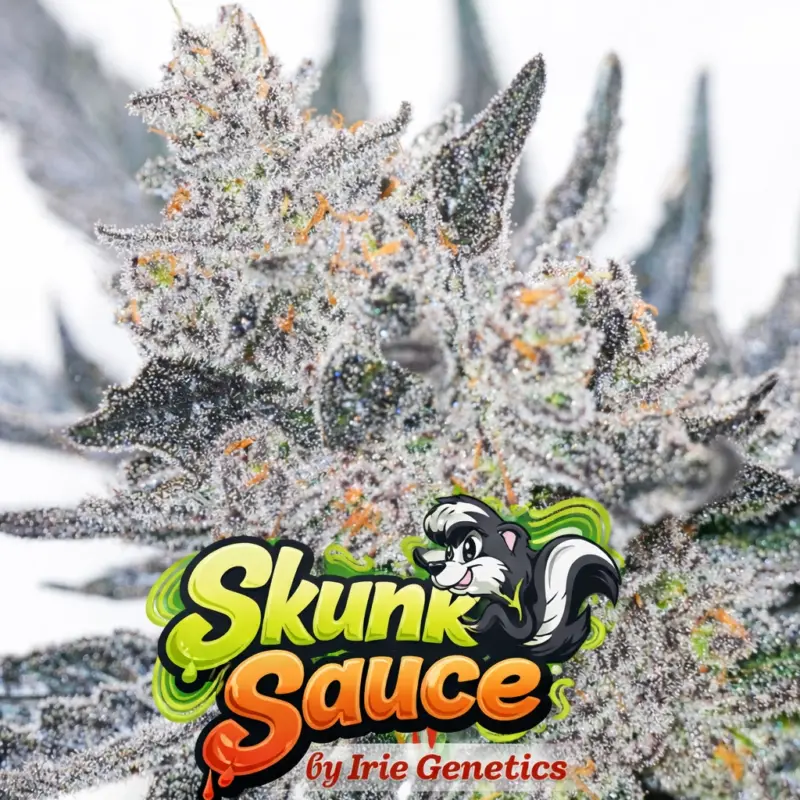 Skunk Sauce Cannabis Seeds by Irie Genetics