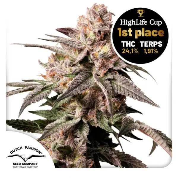 Slush Mint Cake Cannabis Seeds by Dutch Passion