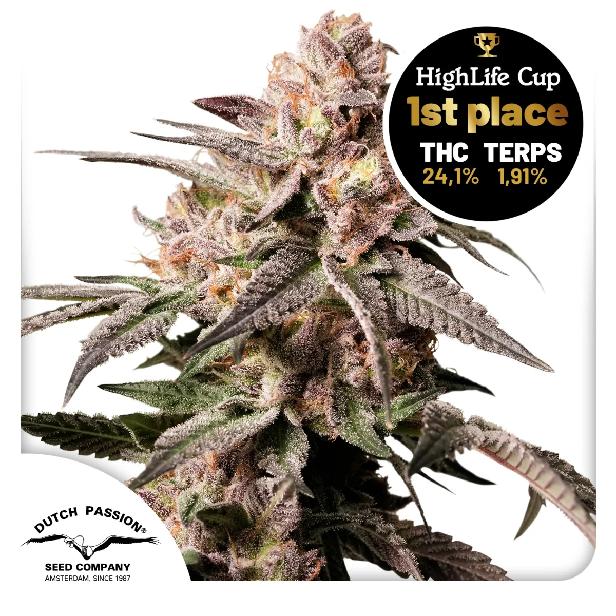 Slush Mint Cake Cannabis Seeds by Dutch Passion