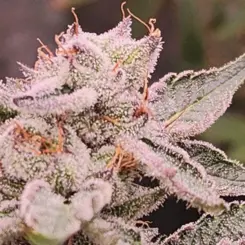 Sour Killo F1 Cannabis Seeds by SS High Octane Keep Seeds Legal