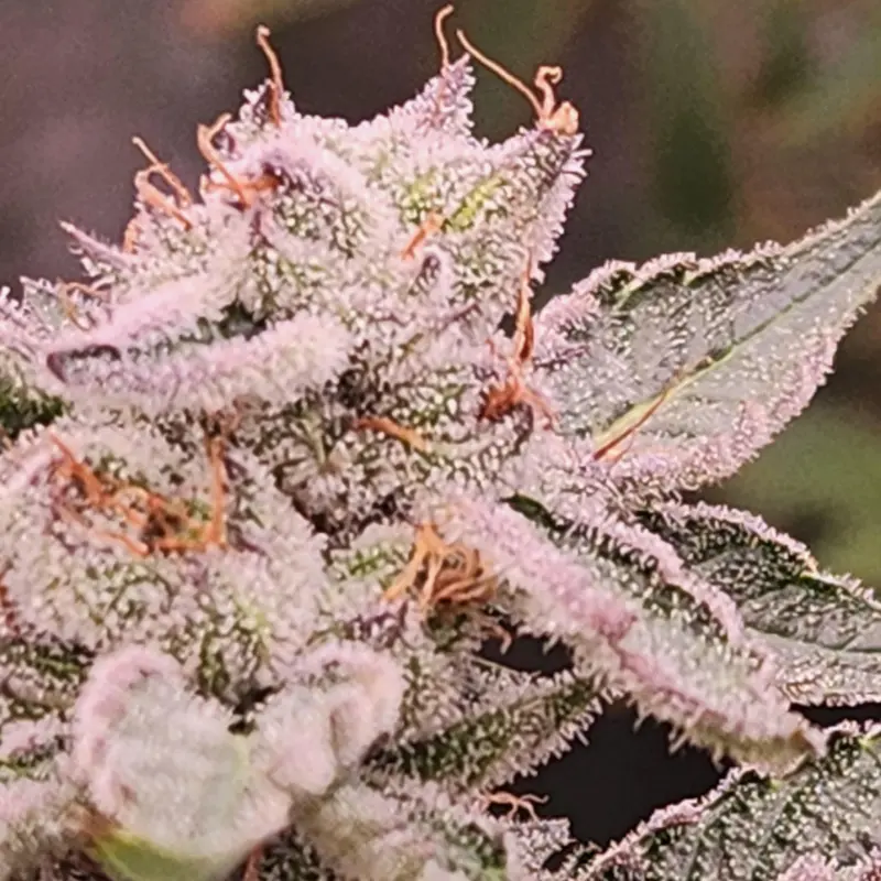 Sour Killo F1 Cannabis Seeds by SS High Octane Keep Seeds Legal