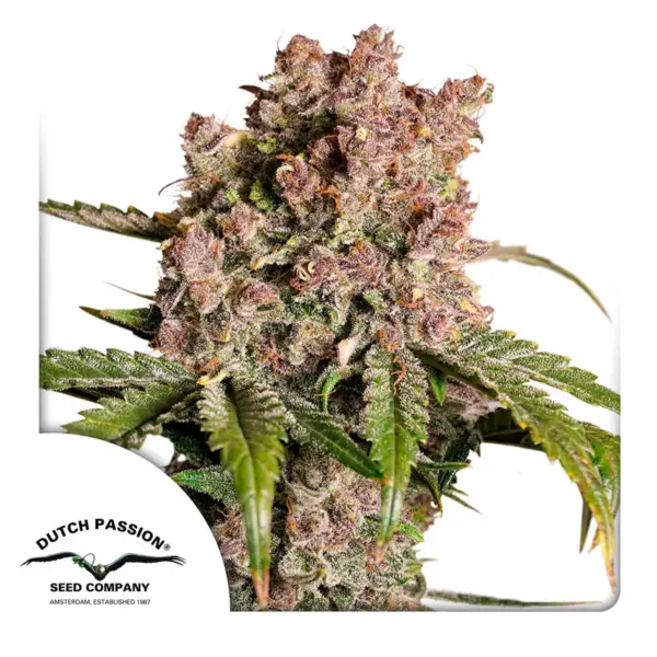 Strawberry Soda Auto Cannabis Seeds by Dutch Passion