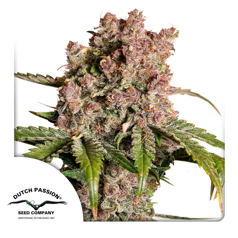 Strawberry Soda Auto Cannabis Seeds by Dutch Passion