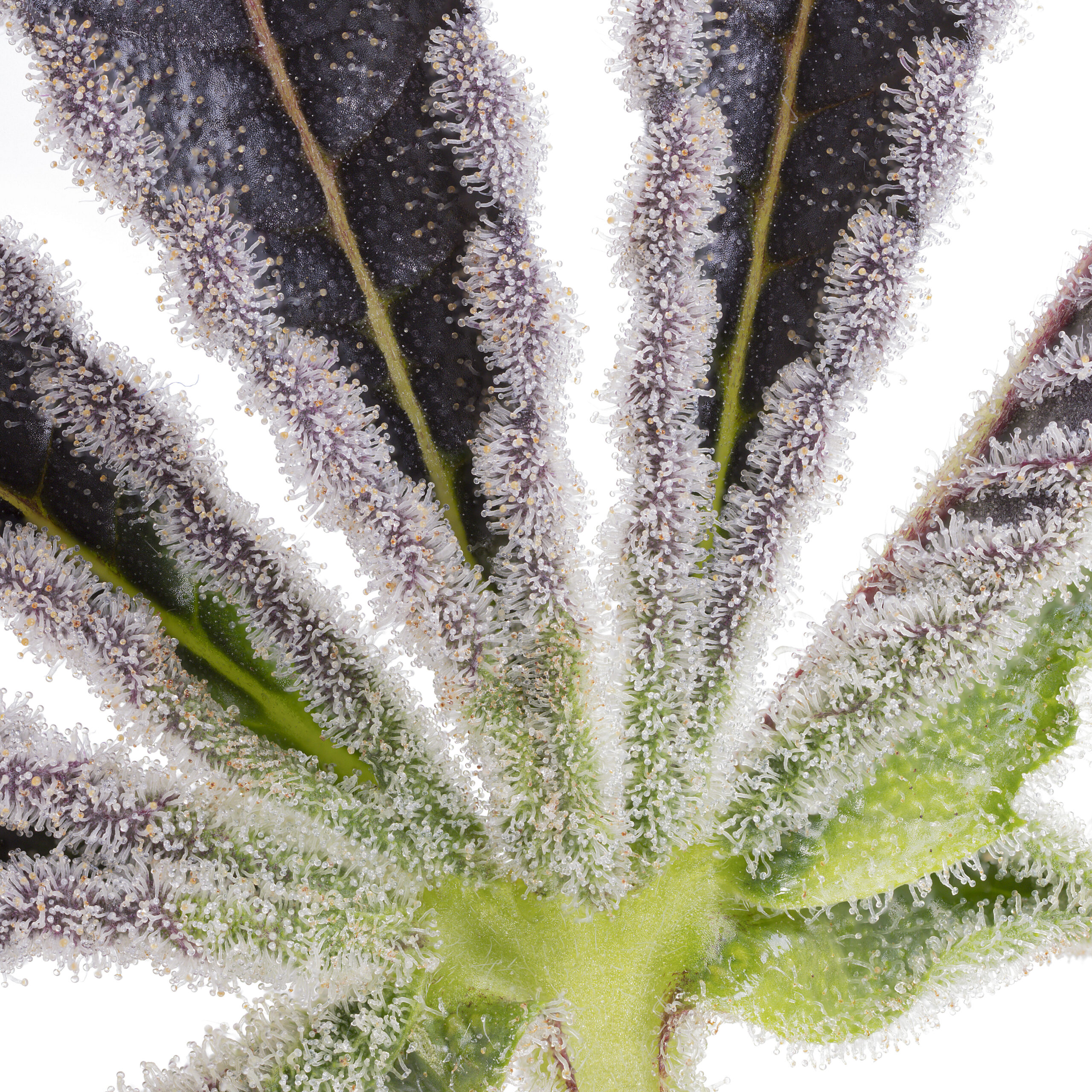 Dank Diggler Cannabis Seeds by Romulan Genetics