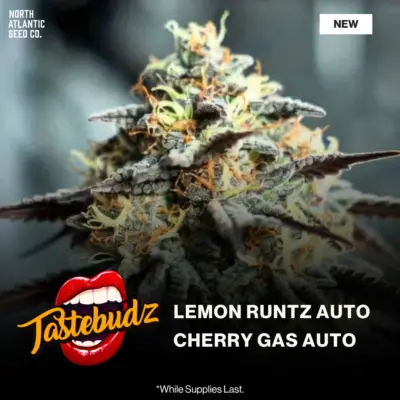 Tastebudz