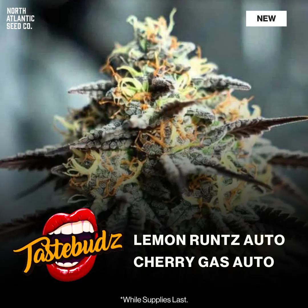 Tastebudz