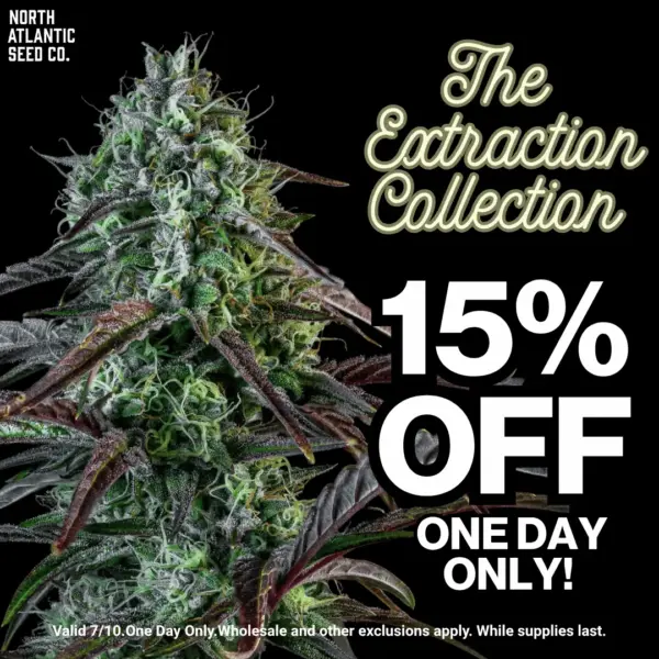 Cannabis Seeds for Extractions