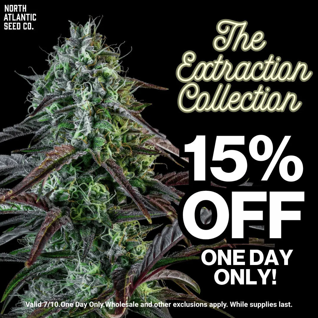 Cannabis Seeds for Extractions