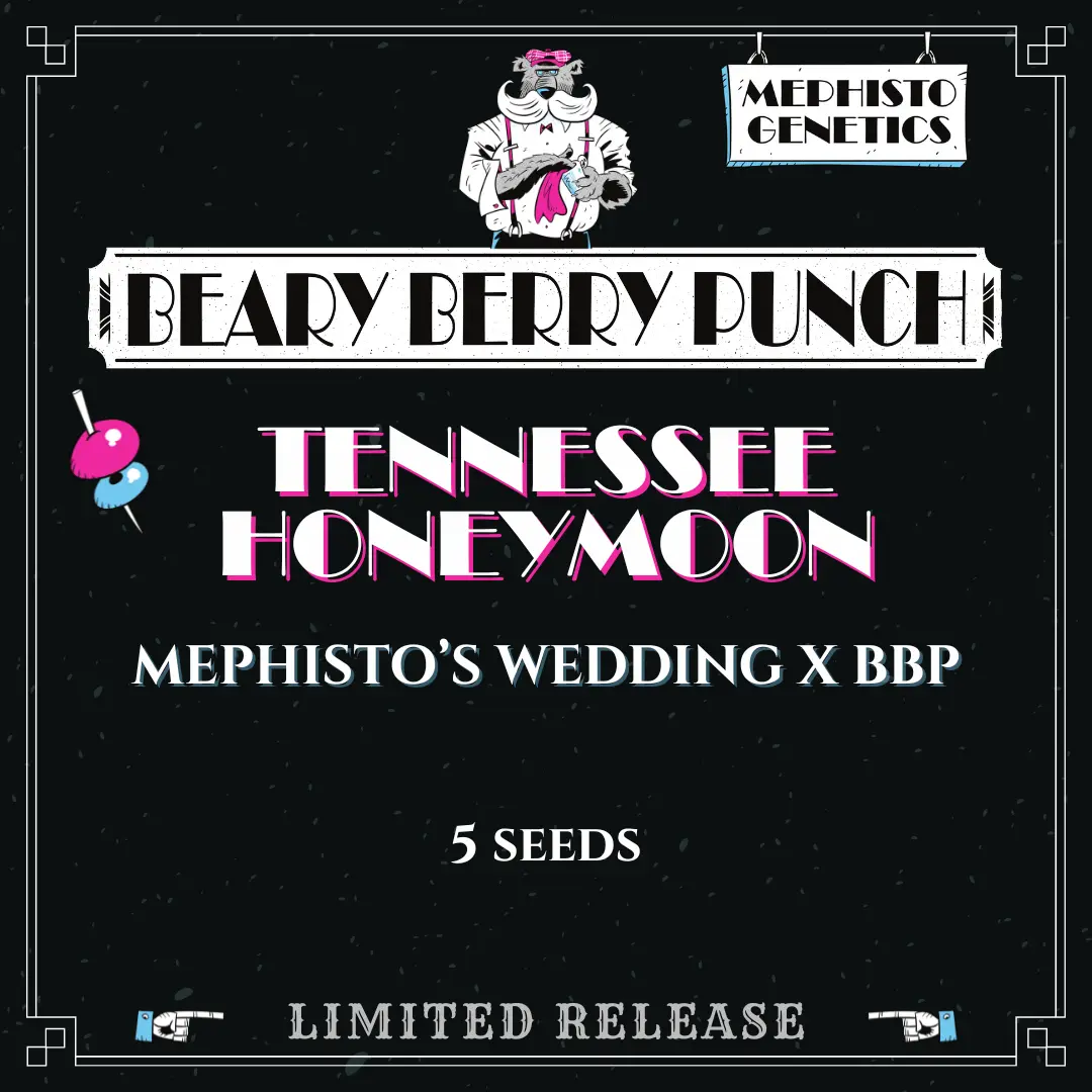 Tennesee Honeymoon Auto Cannabis Seeds by Mephisto Genetics