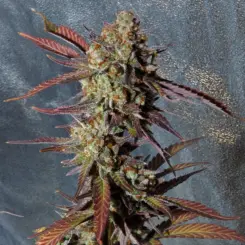 The Cream S1 Cannabis Seeds by Irie Genetics