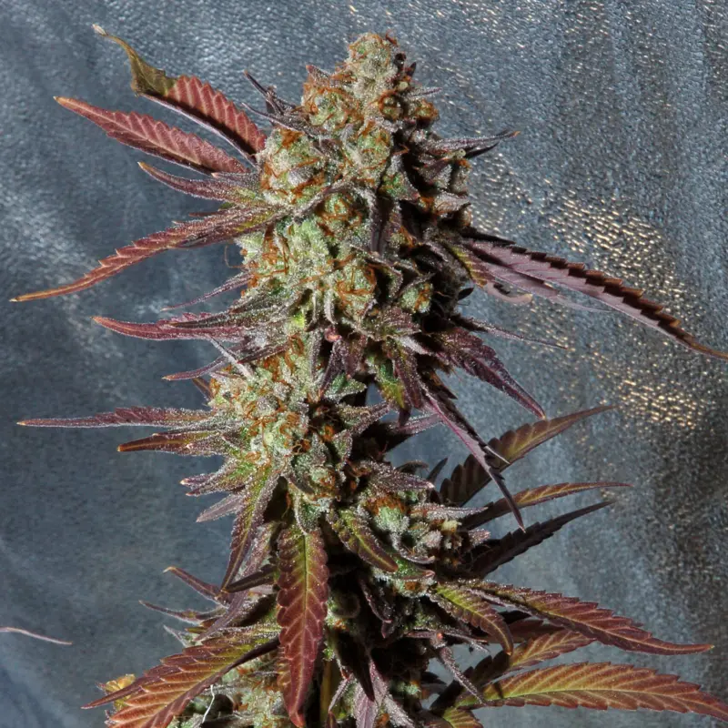 The Cream S1 Cannabis Seeds by Irie Genetics