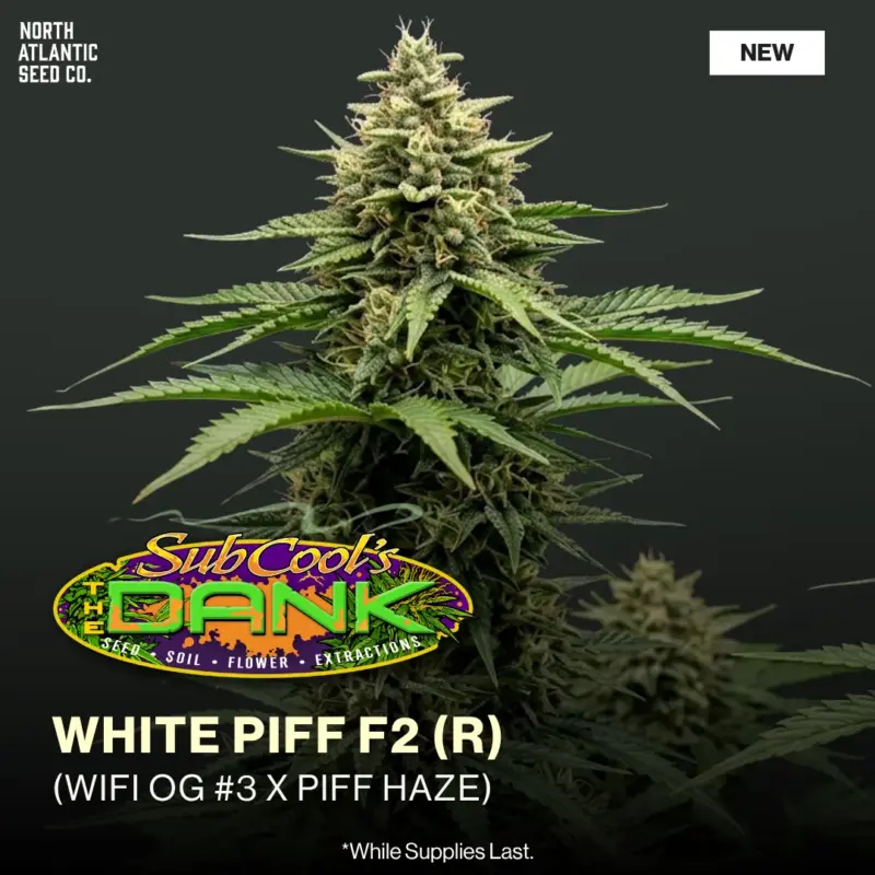 Subcool Seeds