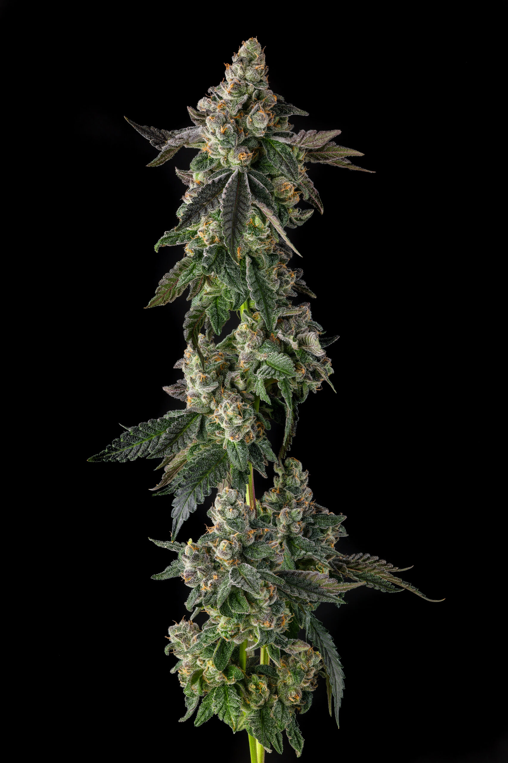 Wokstar Cannabis Seeds by Compound Genetics