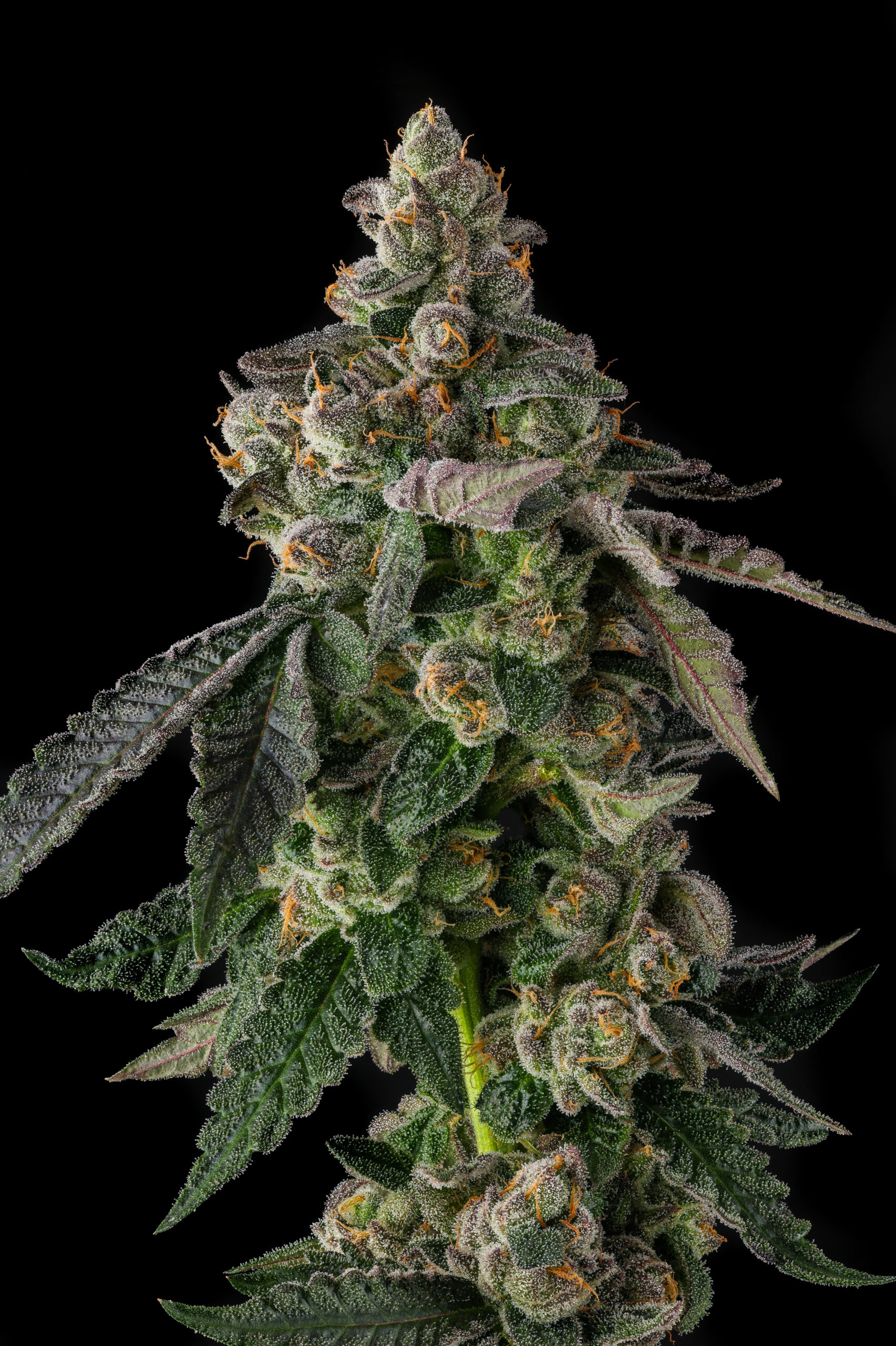 Wokstar Cannabis Seeds by Compound Genetics
