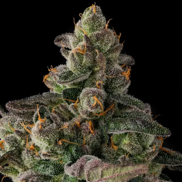 Wokstar Cannabis Seeds by Compound Genetics