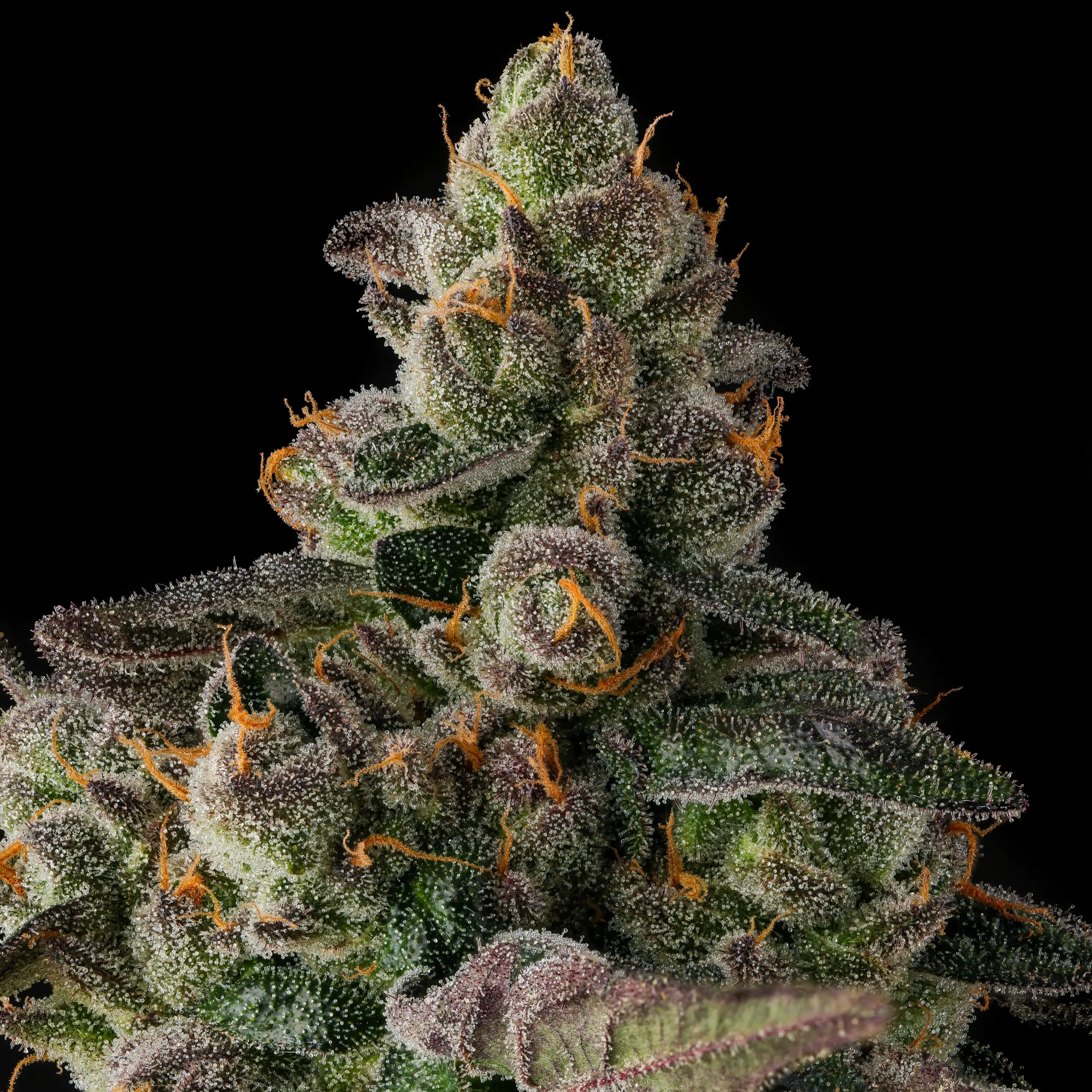 Wokstar Cannabis Seeds by Compound Genetics
