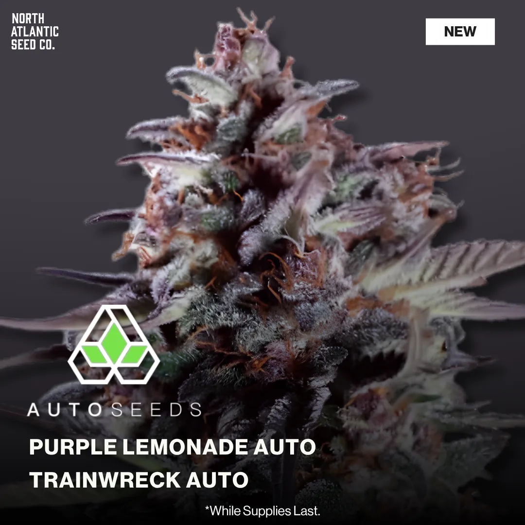 Auto Seeds New Strains 2026
